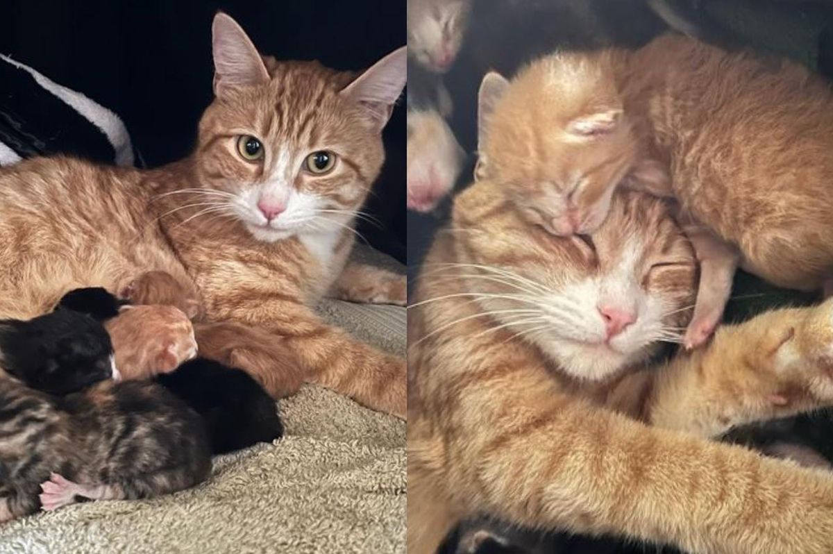 Cat Found Outside, So Glad to Be Taken into Comfy Home So Her Kittens Can Thrive