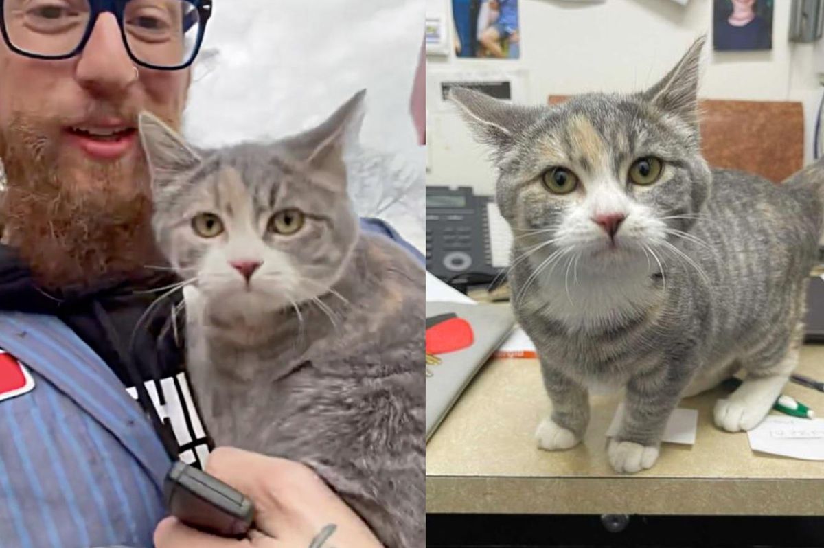 Kitten Runs Up to Man and Jumps in His Arms When He Finds Her Under a Car, and Decides to Follow Him Around