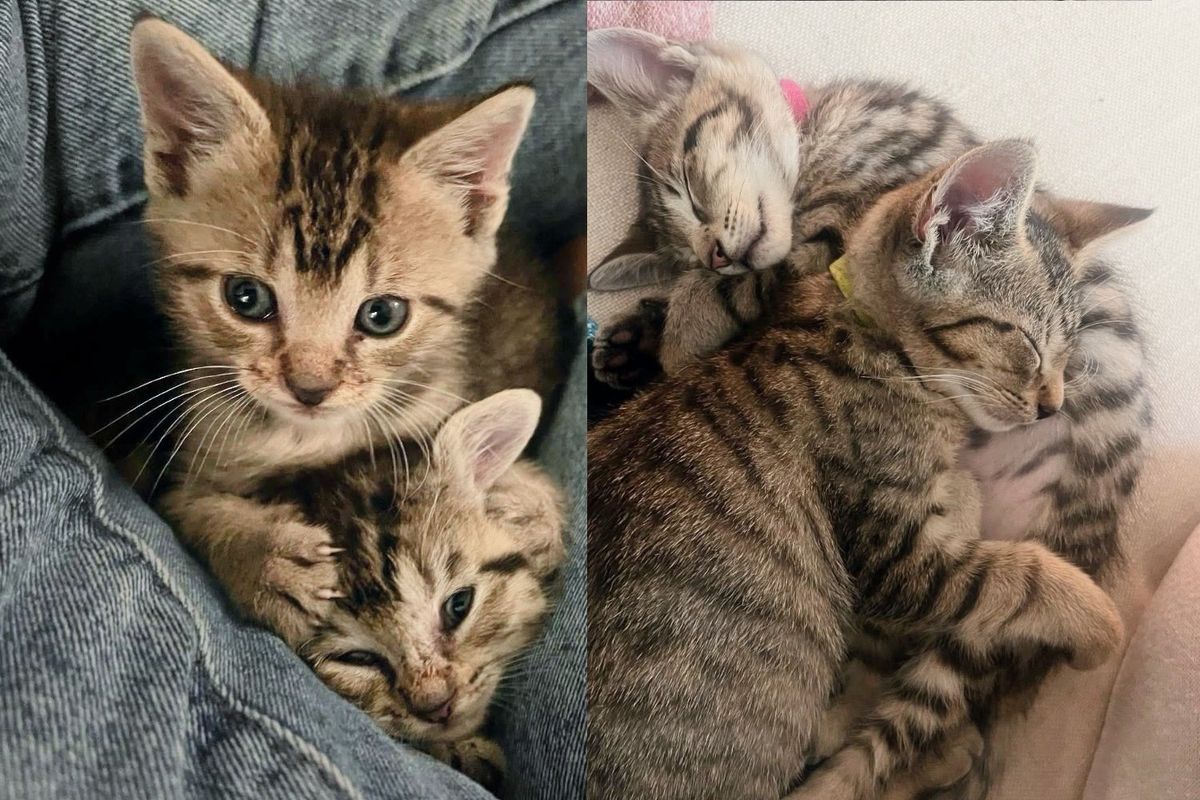 Two Kittens Begin Lives in a Tree, Now Months Later Turn into Pair of Bonded House Cats
