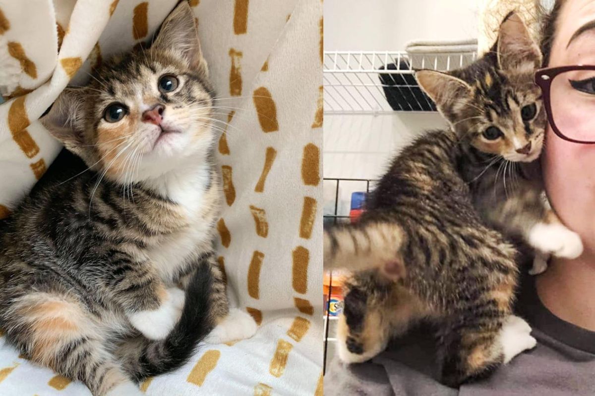 Kitten Found as a Feral Climbs on Woman's Shoulder and Decides She is Family