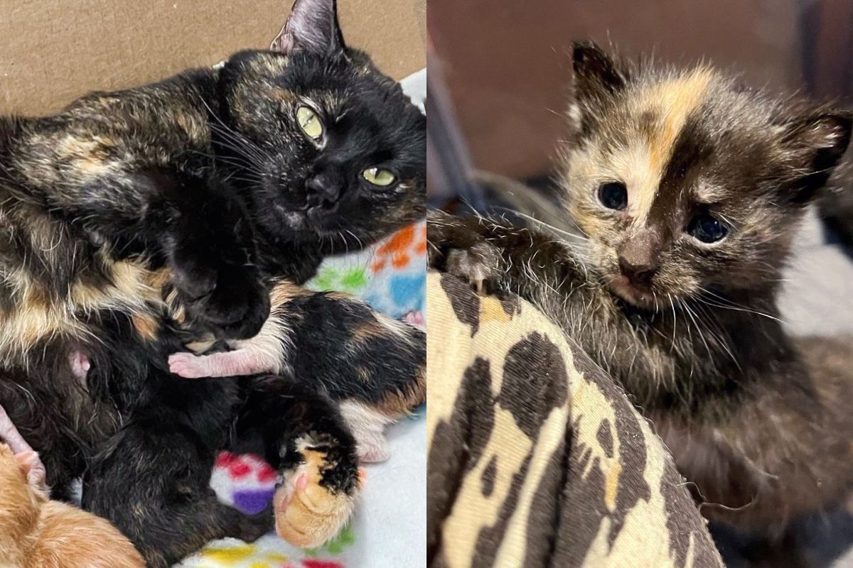 Cat Follows a Kitty Through Pet Door into a House, So Her Kittens Won't Have to Live Outdoors