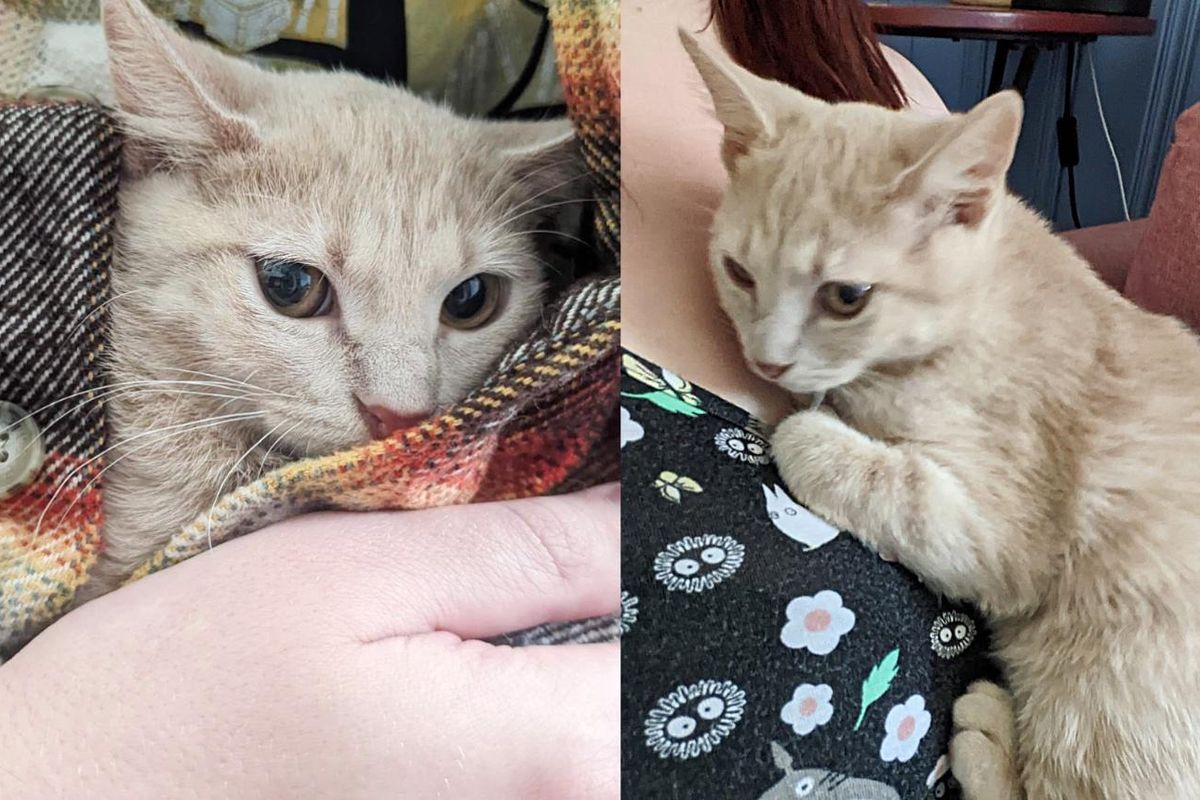 Skittish Kitten Turns into the Snuggliest Cat They've Ever Seen, He Melts Their Hearts
