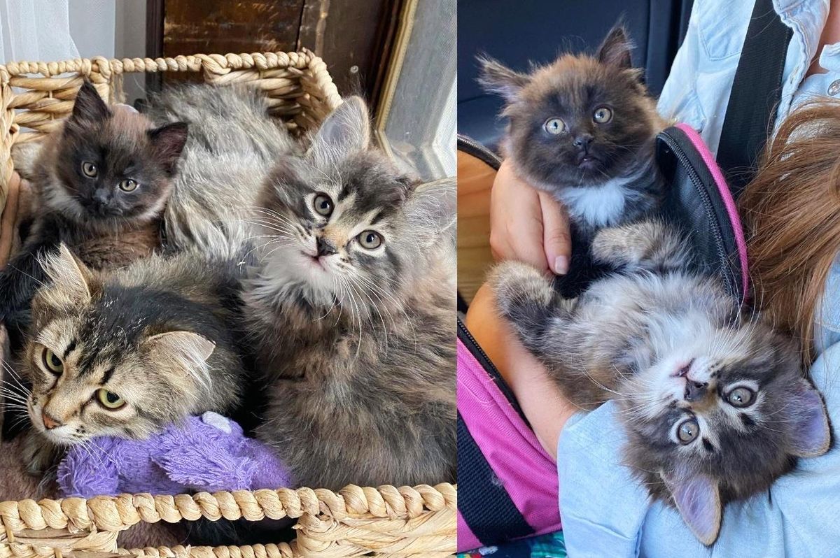 Cat Has Two Kittens Indoors for the First Time After Years Wandering Outside