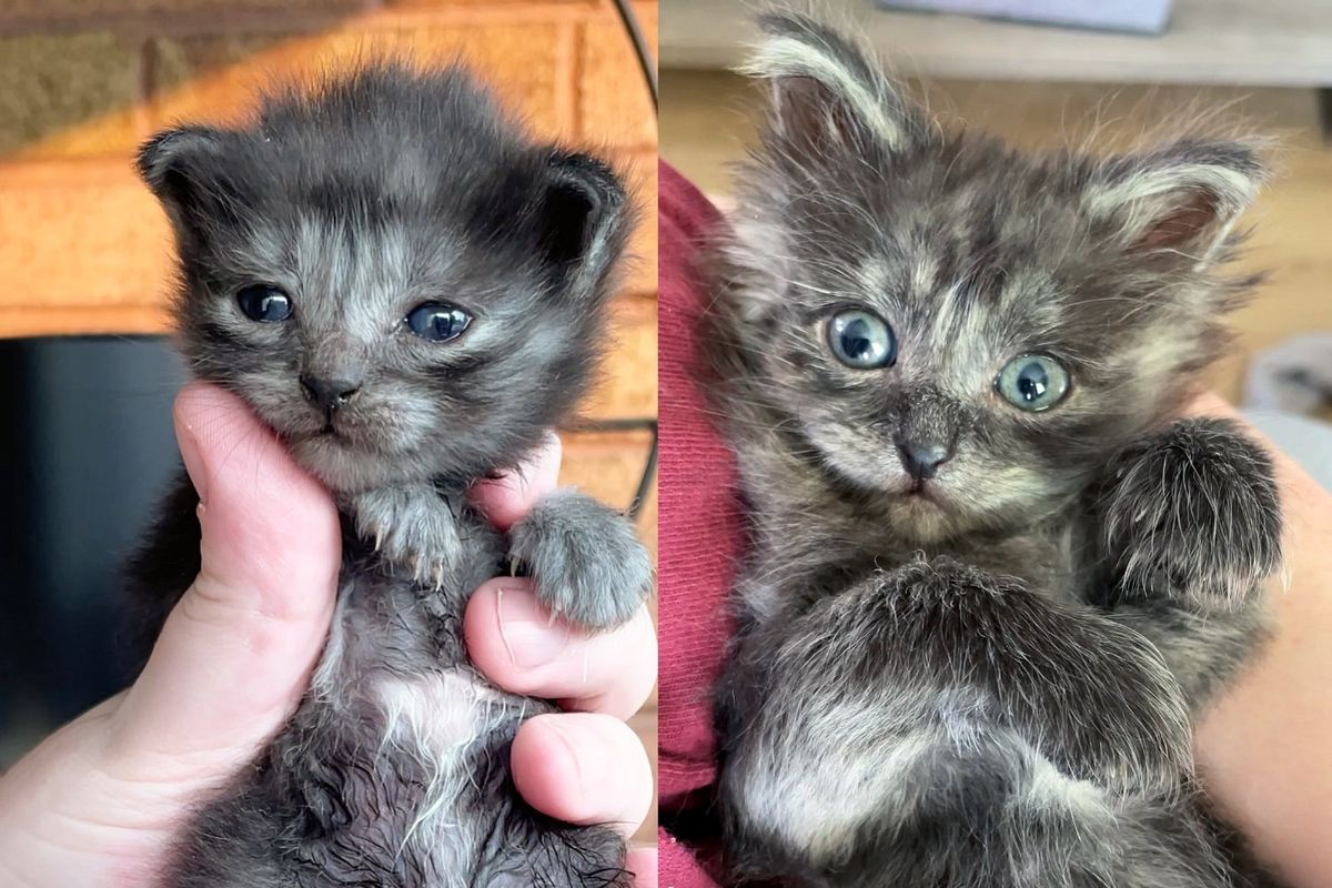 They Take in Two Barn Kittens, Though Not from the Same Litter, The Cats Are Meant to Be Together