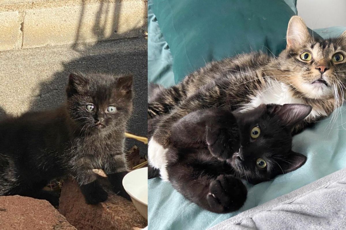 Kitten Who Ended Up in a Yard, is Now Under the Wing of Cat Who Came From an Abandoned Building