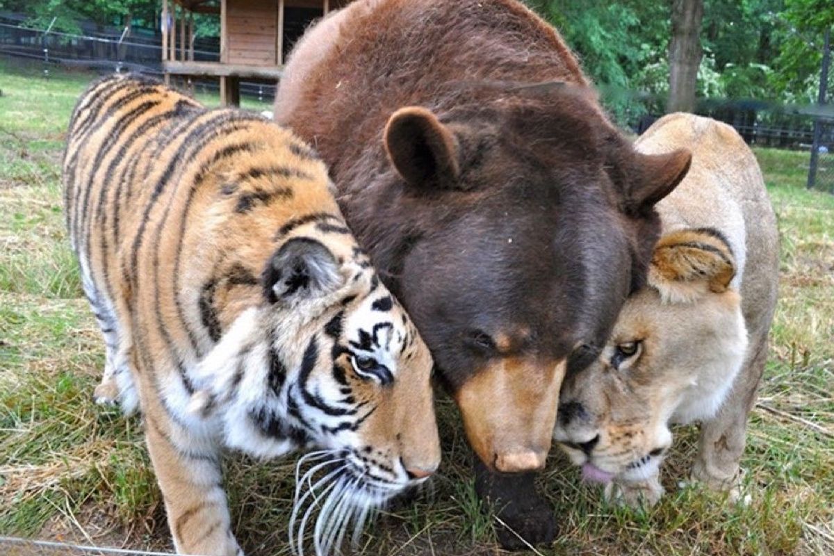 rescued tiger, bear, lion living together 15 years